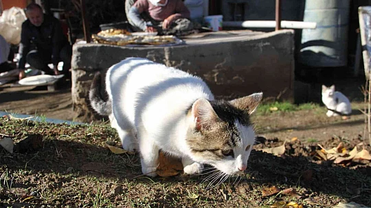 Bu da 'Ekmeğinin peşinde koşan' kedi