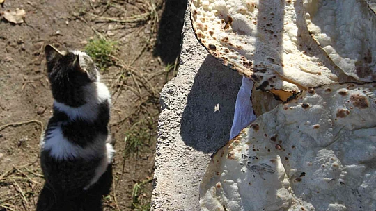 Bu da 'Ekmeğinin peşinde koşan' kedi