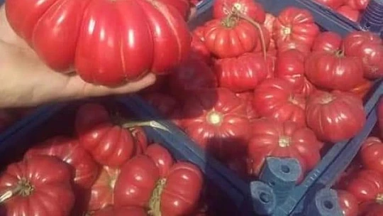 Bu domatesler tam 1 kilo