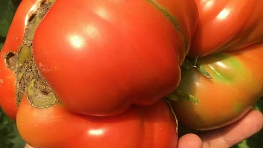 Bu domatesler tam 1 kilo