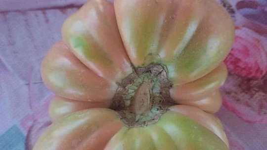 Bu domatesler tam 1 kilo