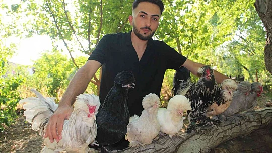 Bütün zamanını Osmanlı saray sultan tavuklarına adadı, 20'ye yakın renk oluşturdu