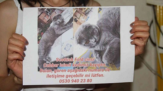 Çalınan kedisi için seferber oldu, geri getirirlerse şikayetçi olmayacak