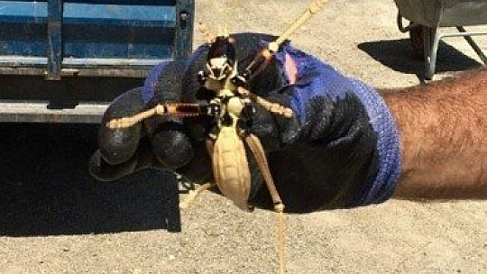 Dev Çekirge Şaşkınlık Yarattı