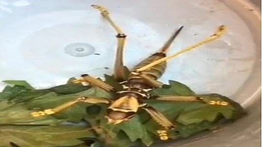 Dev Çekirge Şaşkınlık Yarattı