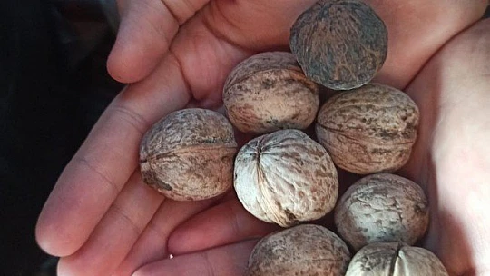 Cevizi top yapıp plastik meyve kasasında langırt oynadılar