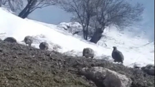 Dağ keklikleri beslenirken görüntülendi