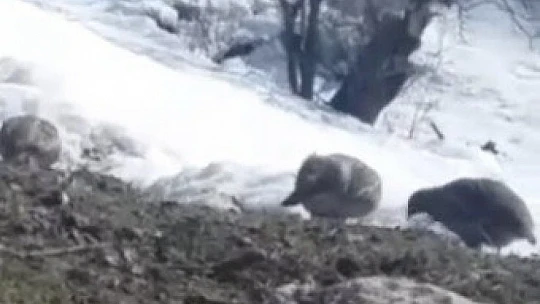 Dağ keklikleri beslenirken görüntülendi
