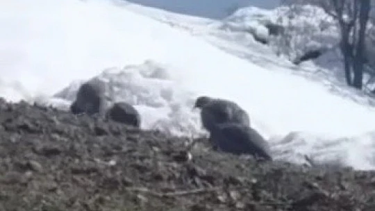 Dağ keklikleri beslenirken görüntülendi