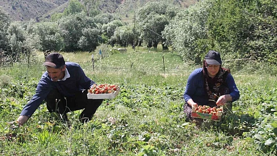 Davul klarnet eşliğinde çilek hasadı başladı