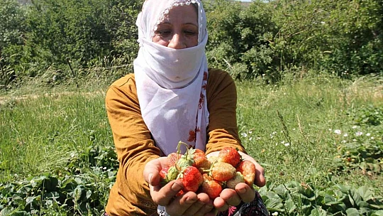 Davul klarnet eşliğinde çilek hasadı başladı