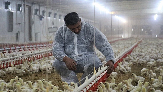 Devlet desteği ile çiftlik kurdu, yılda 300 bin TL kazanmaya başladı