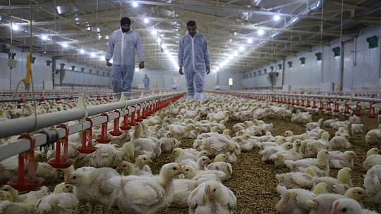 Devlet desteği ile çiftlik kurdu, yılda 300 bin TL kazanmaya başladı