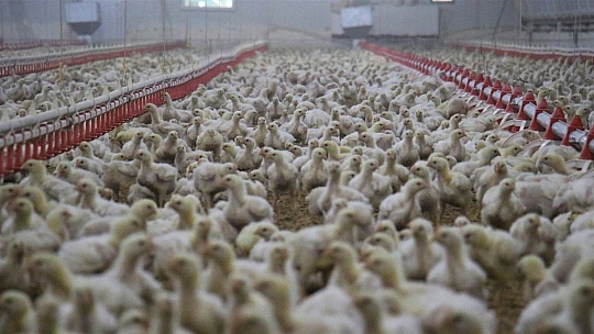 Devlet desteği ile çiftlik kurdu, yılda 300 bin TL kazanmaya başladı