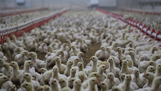 Devlet desteği ile çiftlik kurdu, yılda 300 bin TL kazanmaya başladı