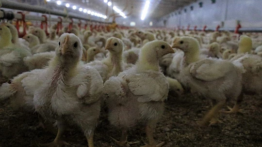 Devlet desteği ile çiftlik kurdu, yılda 300 bin TL kazanmaya başladı