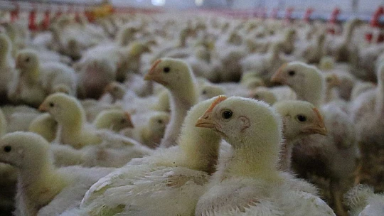 Devlet desteği ile çiftlik kurdu, yılda 300 bin TL kazanmaya başladı