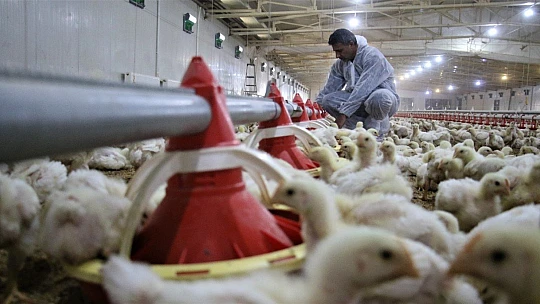 Devlet desteği ile çiftlik kurdu, yılda 300 bin TL kazanmaya başladı