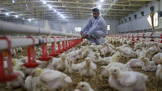 Devlet desteği ile çiftlik kurdu, yılda 300 bin TL kazanmaya başladı