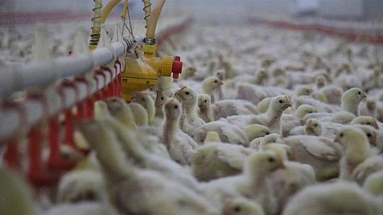 Devlet desteği ile çiftlik kurdu, yılda 300 bin TL kazanmaya başladı