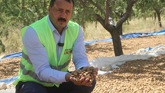 Devlet desteğiyle bin dönüme ektiği bademde hasada başladı