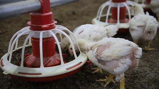 Devletten aldığı destekle çiftlik sahibi oldu, şimdi ailece çalışıyorlar