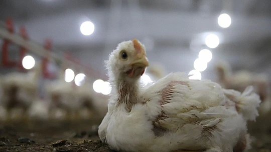 Devletten aldığı destekle çiftlik sahibi oldu, şimdi ailece çalışıyorlar