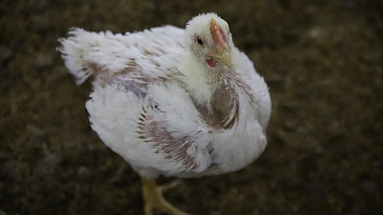 Devletten aldığı destekle çiftlik sahibi oldu, şimdi ailece çalışıyorlar