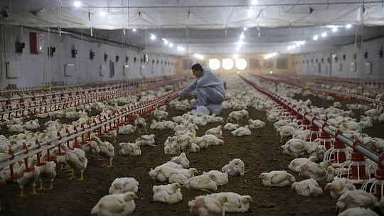 Devletten aldığı destekle çiftlik sahibi oldu, şimdi ailece çalışıyorlar