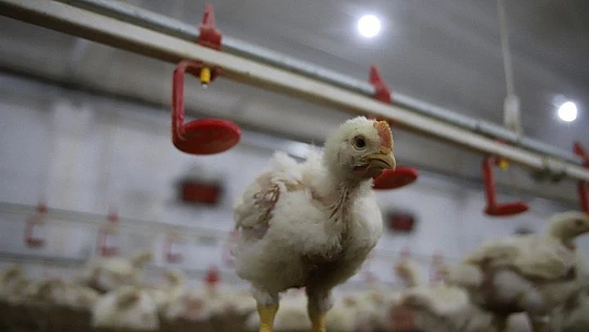 Devletten aldığı destekle çiftlik sahibi oldu, şimdi ailece çalışıyorlar