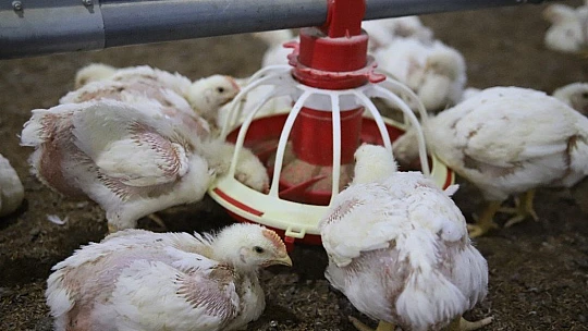 Devletten aldığı destekle çiftlik sahibi oldu, şimdi ailece çalışıyorlar