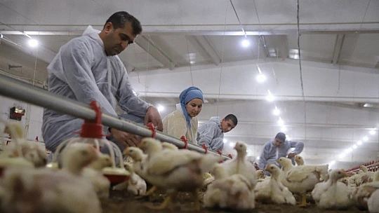 Devletten aldığı destekle çiftlik sahibi oldu, şimdi ailece çalışıyorlar