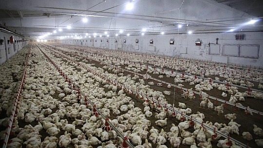 Devletten aldığı destekle çiftlik sahibi oldu, şimdi ailece çalışıyorlar