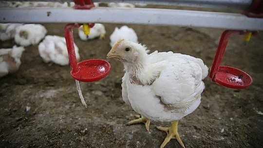 Devletten aldığı destekle çiftlik sahibi oldu, şimdi ailece çalışıyorlar