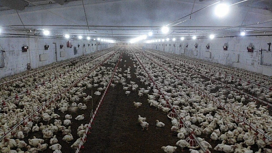 Devletten aldığı destekle çiftlik sahibi oldu, şimdi ailece çalışıyorlar