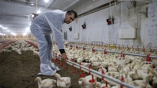 Devletten aldığı destekle çiftlik sahibi oldu, şimdi ailece çalışıyorlar