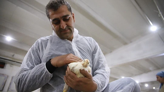 Devletten aldığı destekle çiftlik sahibi oldu, şimdi ailece çalışıyorlar