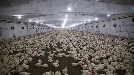 Devletten aldığı destekle çiftlik sahibi oldu, şimdi ailece çalışıyorlar