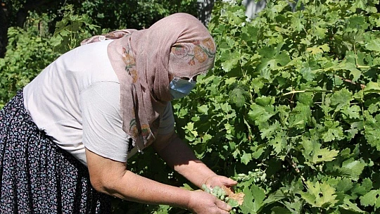 Doğal antioksidan 'Koruk Suyu'