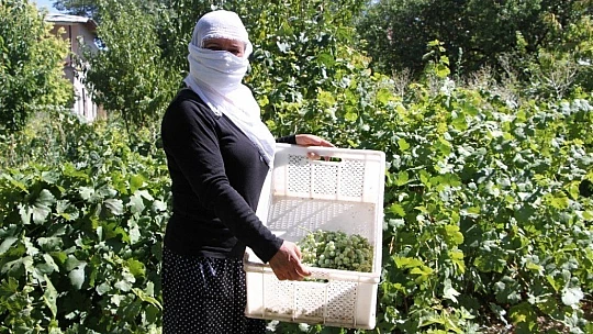 Doğal antioksidan 'Koruk Suyu'