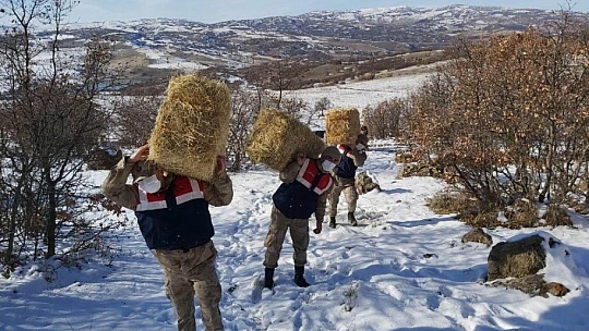 Doğaya bırakılan yemleri yiyen yaban keçileri ve kuşlar görüntülendi