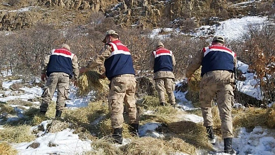 Doğaya bırakılan yemleri yiyen yaban keçileri ve kuşlar görüntülendi