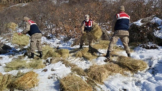 Doğaya bırakılan yemleri yiyen yaban keçileri ve kuşlar görüntülendi