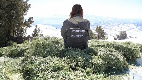 Doğaya bırakılan yemleri yiyen yaban keçileri ve kuşlar görüntülendi