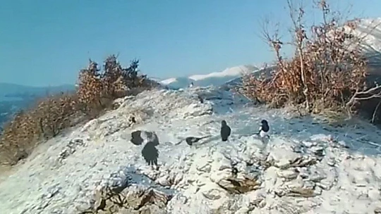 Doğaya bırakılan yemleri yiyen yaban keçileri ve kuşlar görüntülendi