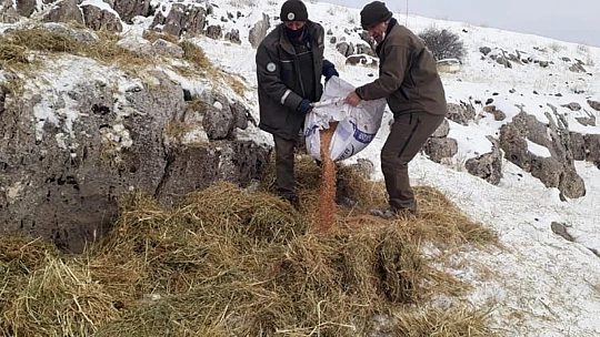 Doğaya bırakılan yemleri yiyen yaban keçileri ve kuşlar görüntülendi