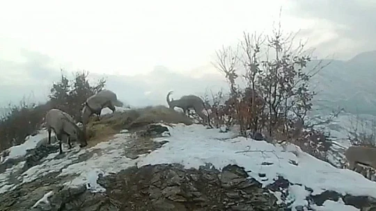 Doğaya bırakılan yemleri yiyen yaban keçileri ve kuşlar görüntülendi