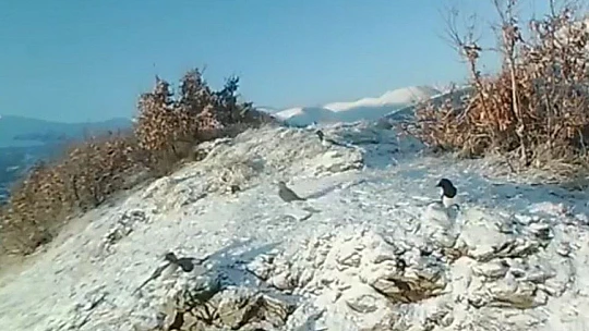 Doğaya bırakılan yemleri yiyen yaban keçileri ve kuşlar görüntülendi