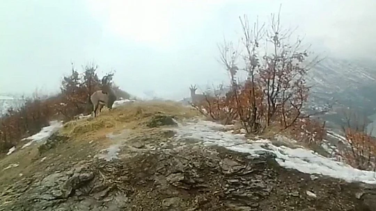 Doğaya bırakılan yemleri yiyen yaban keçileri ve kuşlar görüntülendi