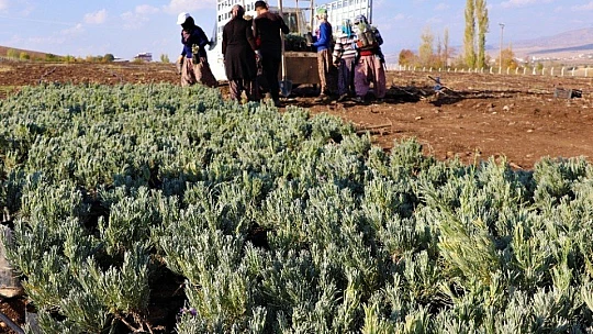 Doğu Anadolu Bölgesi'nin en büyük lavanta bahçesi Elazığ'da kuruldu